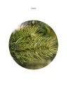 Choinka / Tree Tundra 210cm